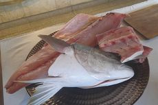 4 Cara Filet Ikan Tuna untuk Sushi dan Sashimi