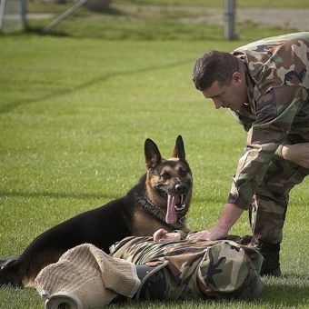 Ilustrasi anjing German Shepherd, yang banyak digunakan untuk membantu kerja militer. 