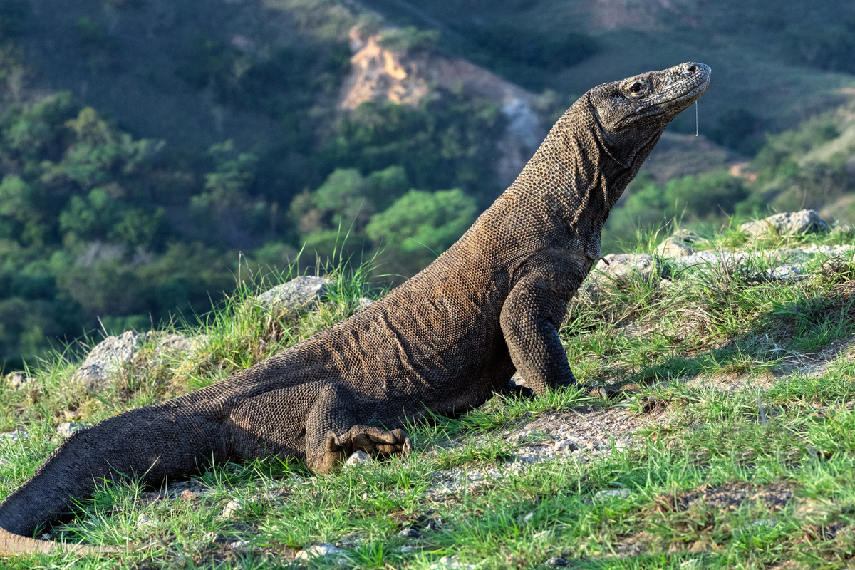 Ilustrasi pulau Komodo