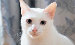 Kucing di Singapura Kini Wajib Berlisensi, Melanggar Kena Denda Rp 70 Juta