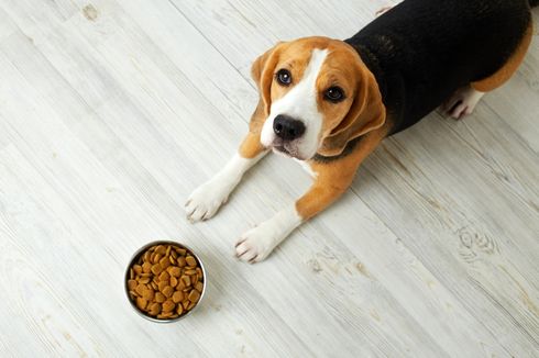 Anjing Mendadak Muntah? Mungkin Ini Penyebabnya