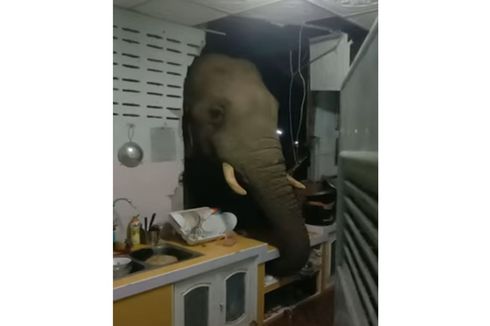 Gajah di Thailand Jebol Tembok Dapur Rumah Orang dan Curi Sekantong Beras