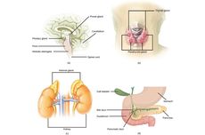 Gangguan pada Sistem Hormon Manusia