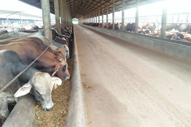 Salah satu tempat penggemukan sapi yang berada di Lampung Tengah. Lebih dari 32.000 ekor sapi dari Lampung disiapkan untuk Jabodetabek.