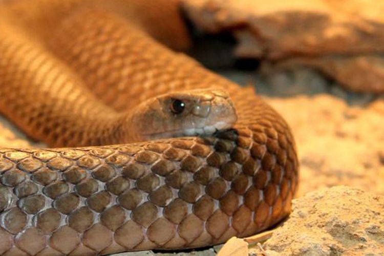 Ular taipan, salah satu hewan berbahaya yang hidup di daaerah gurun terpencil di pedalaman Australia.

 
