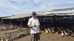 Di Usia 68 Tahun, Peternak Bebek di Jakarta Raup Rp 15 Juta per Bulan
