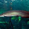 Ikan Arapaima, Tipikal Hewan Bersahabat tapi Tak Boleh Dipelihara