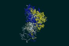 Perbedaan Antara Kromosom Diploid (2n) dengan Haploid (n)