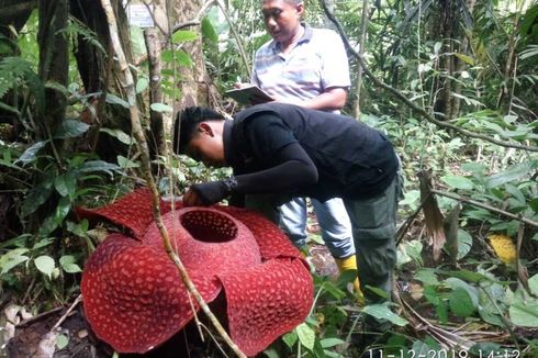 Enam Tumbuhan Langka Termasuk Bunga Bangkai Raksasa Tumbuh di Agam