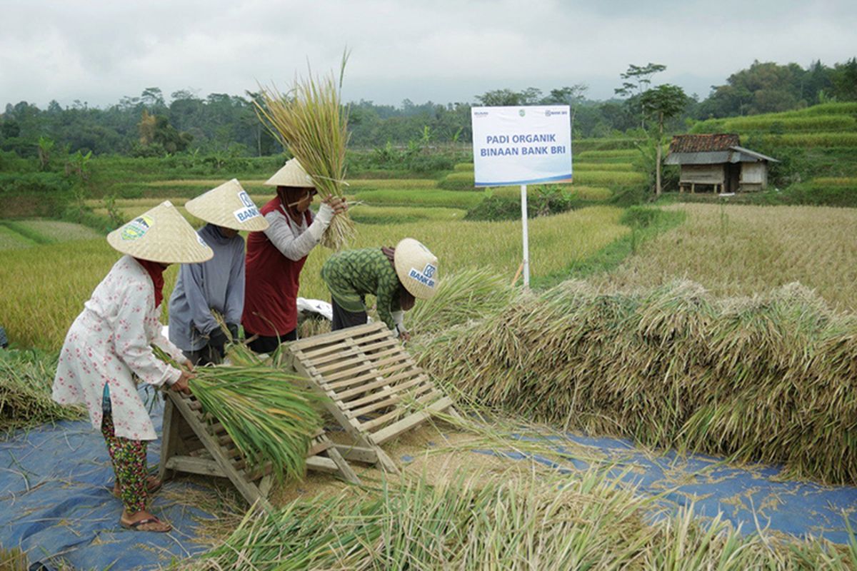 BRI Salurkan Rp 161 Triliun Kredit Mikro untuk Sektor Pertanian.