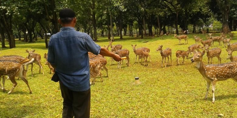 Sugito, pemberi makan rusa di Monas.