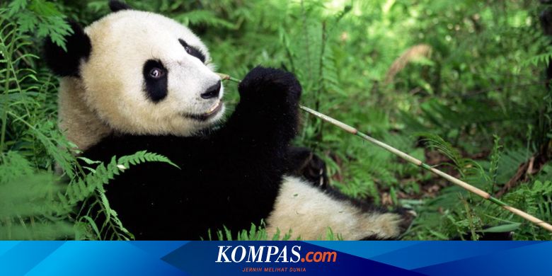 Dahulu Selain Makan Bambu Panda Juga Makan Daging
