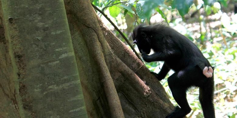 Seekor monyet Hitam Sulawesi (Macaca nigra) sedang berada di kawasan Taman Nasional Tangkoko, Bitung, Sulawesi Utara.