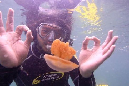 Berenang Aman dengan Ubur-ubur, Ini 4 Tempat Pilihan di Indonesia 