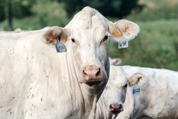 Hewan yang Berkembang Biak dengan Cara Melahirkan