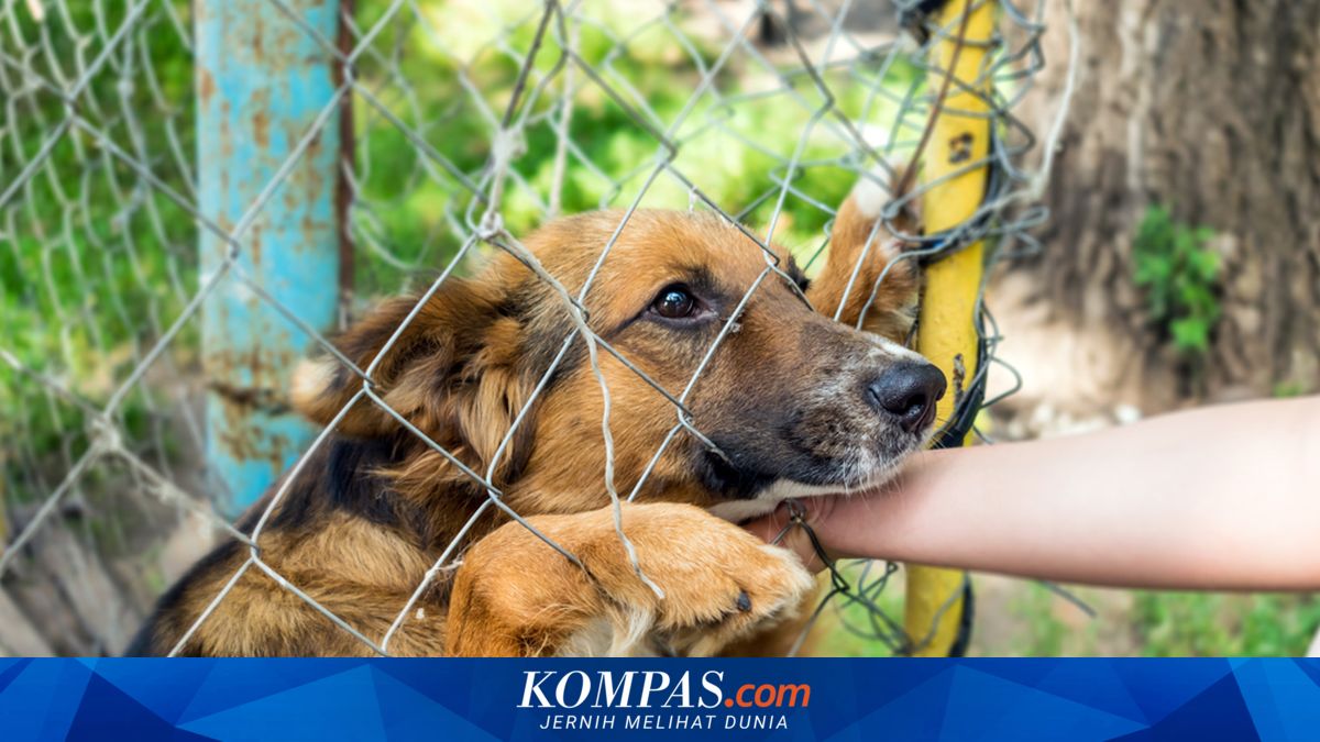 Kasus Rabies pada Anak di Indonesia Tinggi, Apa Penyebabnya?