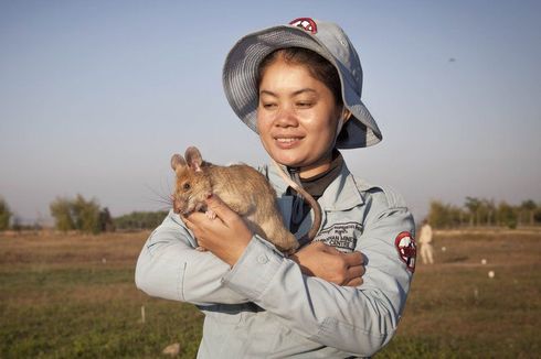 5 Tahun Melacak Ranjau Darat, Magawa Si Tikus Akhirnya Pensiun