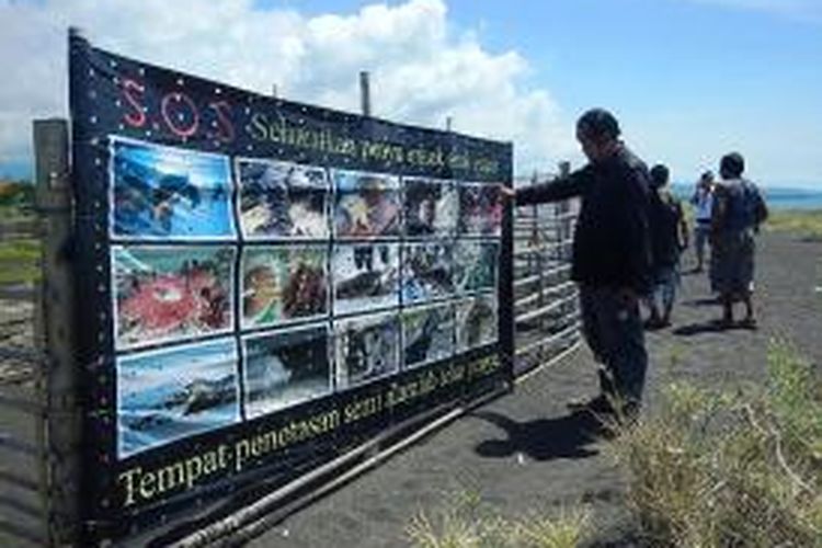 tempat penetasan semi alamiah telur penyu di kawasan Pantai Boom Banyuwangi 