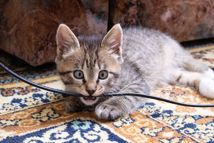Ilustrasi kucing menggigit kabel.
