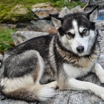 Ilustrasi anjing Siberian husky. 