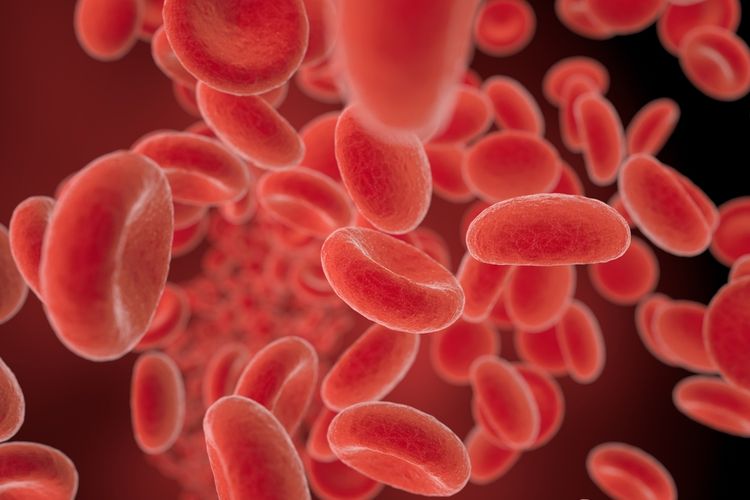 Ilustrasi darah, sistem peredaran darah manusia, mengapa darah penting bagi kehidupan manusia, fungsi darah. 