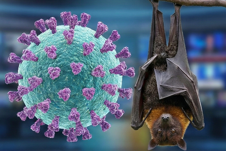 Ilustrasi virus Nipah. Epidemiolog menjelaskan kapan keberadaan kelelawar buah bisa menjadi ancaman dan bagaimana penularan virus Nipah terjadi.