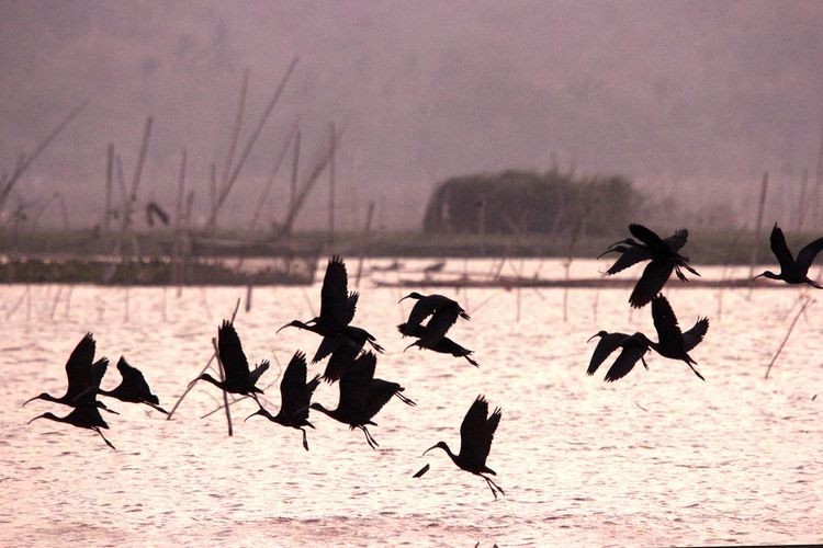 Sekumpulan burung ibis rokoroko atau Glossy Ibis (Plegadis falcinellus) di atas permukaan air Danau Limboto Gorontalo. Burung ini berbiak di sebagian Australia dan Afrika.