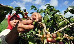 Karet, Sawit, Kakao dan Kopi Jadi Produk Ekspor Utama Indonesia