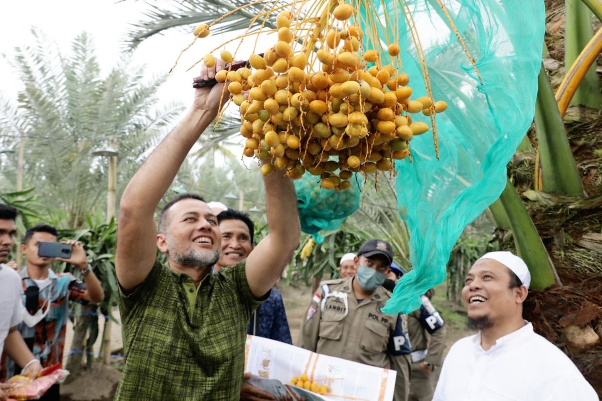 Wakil Gubernur Sumut Musa Rajekshah memanen buah kurma yang tumbuh di Kutambaru, Kecamatan Tiganderket, Kabupaten Karo, Rabu (1/6/2022)  