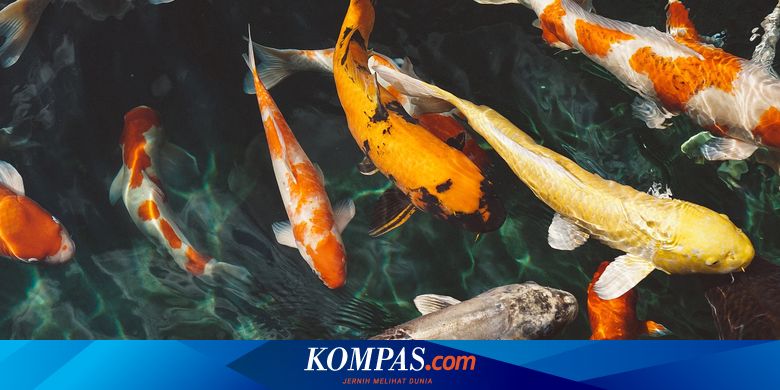 Mengenal Hanako, Ikan Koi Tertua di Dunia yang Berumur 226 Tahun