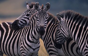 Apakah Kuda Bisa Kawin dengan Zebra?