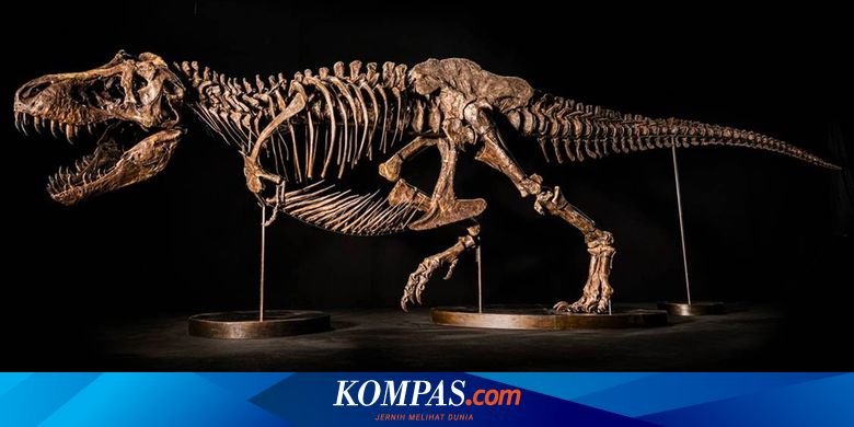 骨は50歳の引き出しに積み上げられています。どうやらT-Rexの祖先