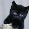 20 Ide Nama Unik untuk Kucing Hitam Jantan dan Betina