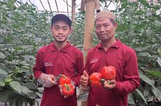 Dari Tangan Petani ke Sepotong Pizza di Meja Saji