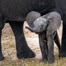 Apakah Gajah Afrika Bisa Kawin dengan Gajah Asia?