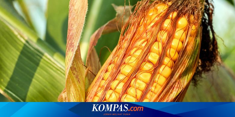 Sejarah Jagung Di Indonesia, Kini Jadi Makanan Pokok Halaman All -  Kompas.com