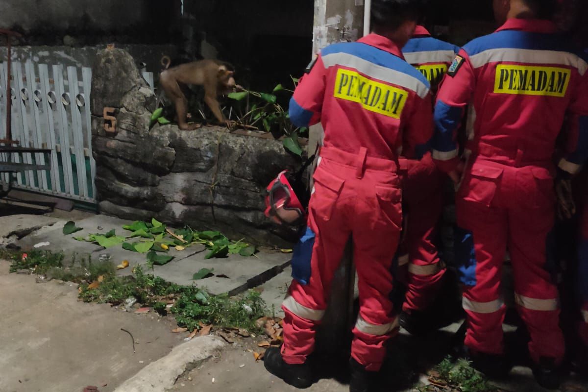 Petugas pemadam kebakaran tengah mengevakuasi seekor monyet yang lepas di Koja, Jakarta Utara pada Senin (3/7/2023).