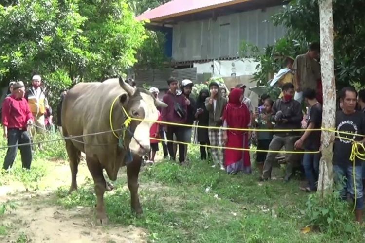 Sapi Presiden Jokowi Ngamuk Saat Dievakuasi ke Tempat Pemotongan Kurban