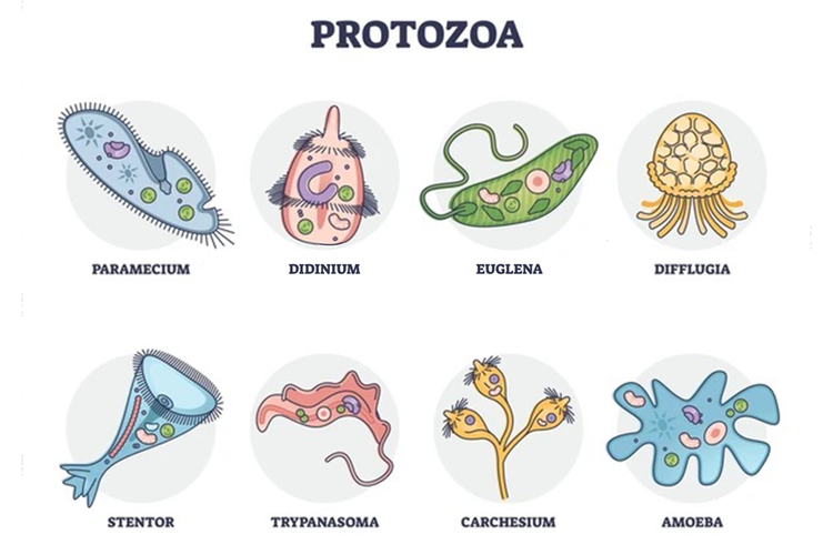 Ilustrasi protozoa.