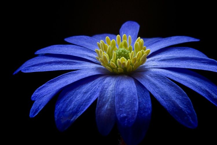 Ilustrasi bunga Anemone atau blue cornflower. 