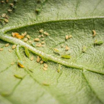 Ilustrasi hama aphids pada daun tanaman cabai.