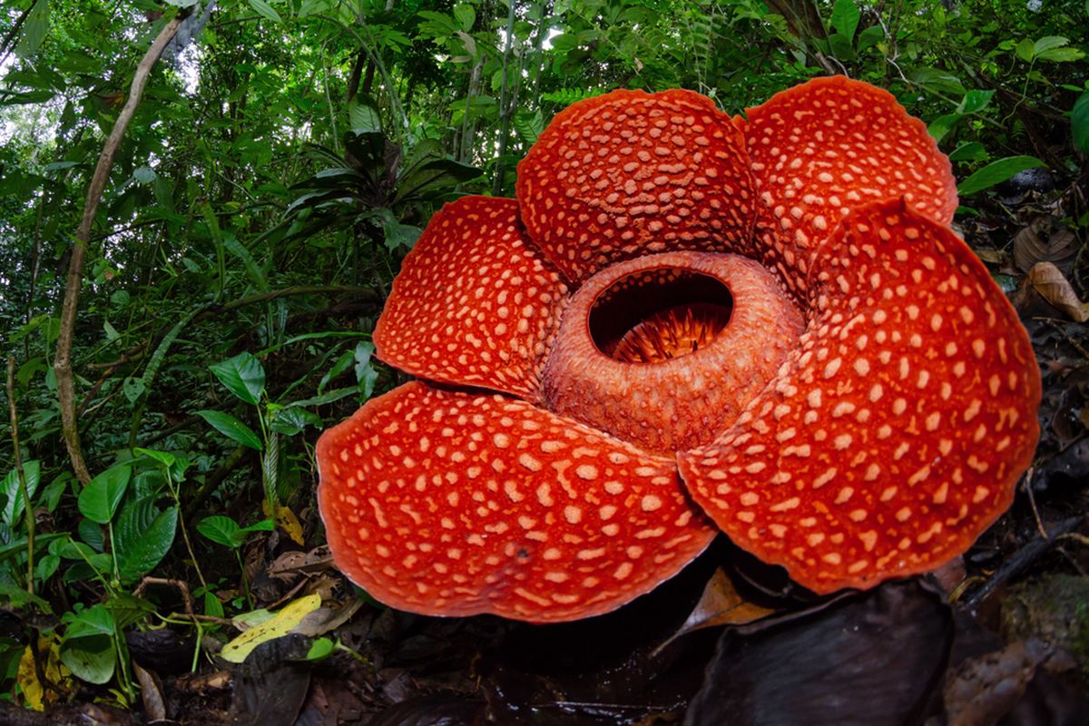 Bunga Rafflesia arnoldi salah satu Puspa Langka Indonesia. Bunga Rafflesia tidak sama atau berbeda dengan bunga bangkai yang tumbuh di Indonesia. Rafflesia arnoldi R.Br adalah spesies bunga parasit endemik Sumatera dan hutan Kalimantan.