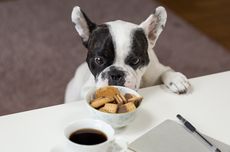 Catat, Ini Buah yang Boleh dan Tidak Boleh Dimakan Anjing