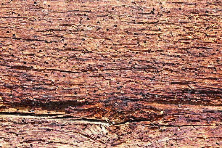 Ilustrasi kayu yang berlubang-lubang akibat serangan kumbang bubuk kayu. 