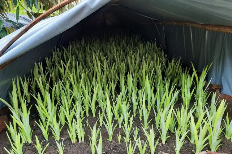 Pembenihan nanas PK-1 