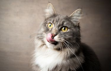 Ilustrasi kucing menjilat.