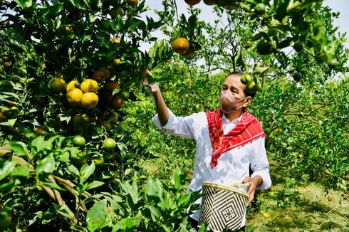 Tinjau Kampung Jeruk di Karo, Jokowi: Hasil Produksinya Butuh Pendampingan