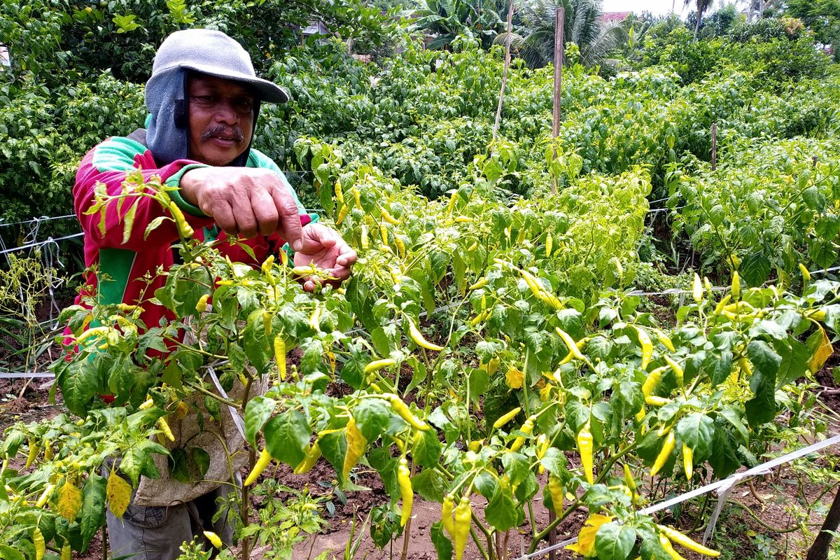 Sugeng, petani di Dusun Krajan, Desa Birowo, Kecamatan Binangun, Kabupaten Blitar, memanen dini buah cabai rawit miliknya yang masih hijau, Kamis (25/2/2021). Petani cabai rawit di Blitar Selatan, sentra penghasil cabai, ramai-ramai memanen dini cabai rawit mereka demi harga yang sedang tinggi. 