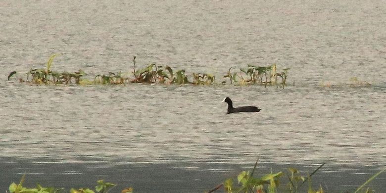 Pertama Kali Burung Mandar Hitam Terlihat Di Danau Limboto Halaman All Kompas Com