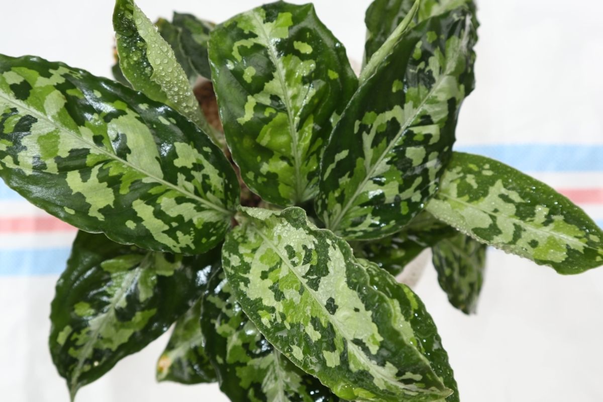Ilustrasi tanaman hias Aglonema Tricolor. 